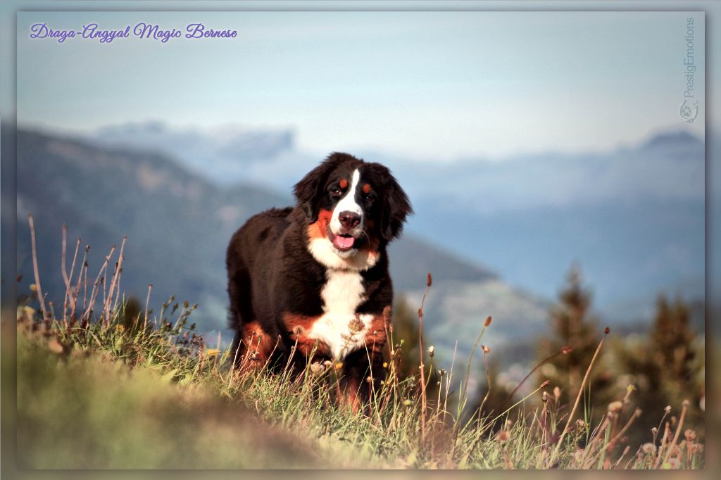 Draga-angyal magic bernese