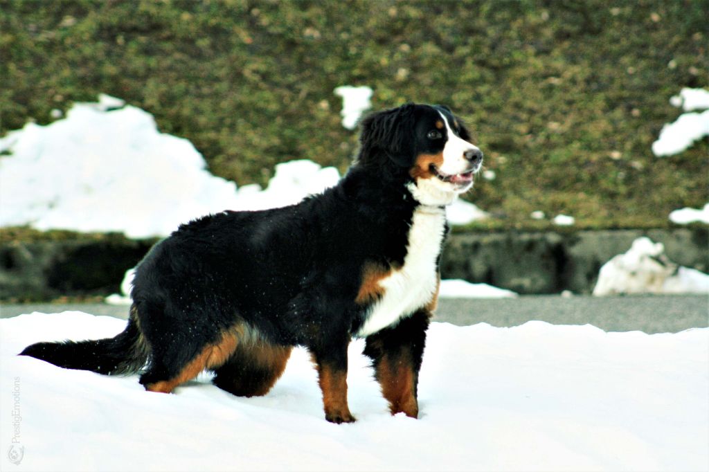 Draga-angyal magic bernese