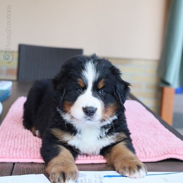 Draga-angyal magic bernese