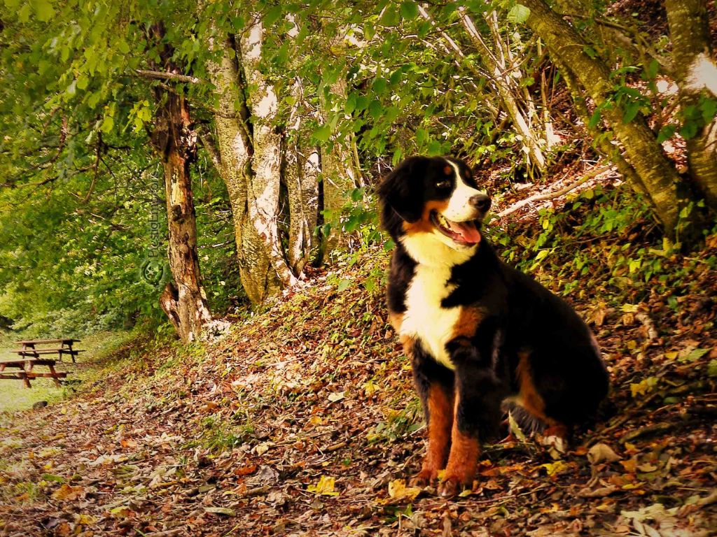 Draga-angyal magic bernese