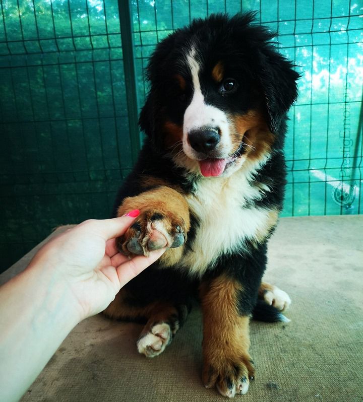 Draga-angyal magic bernese