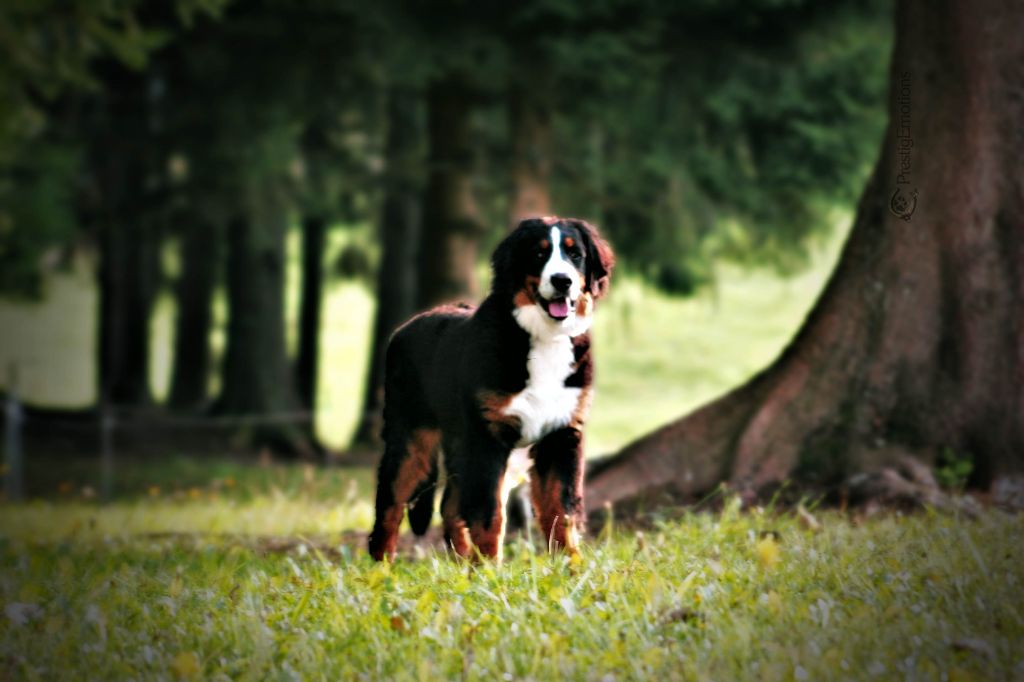 Draga-angyal magic bernese